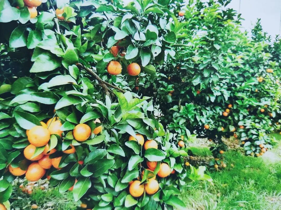 ����ɰ���ٷ���������༼��