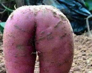英国性感红薯走红不奇怪植物风骚起来人类都自愧不如：乳瓜、妓女唇、裸男花