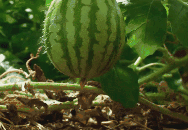 身为一名吃瓜群众，你知道为什么西瓜中间最甜吗？