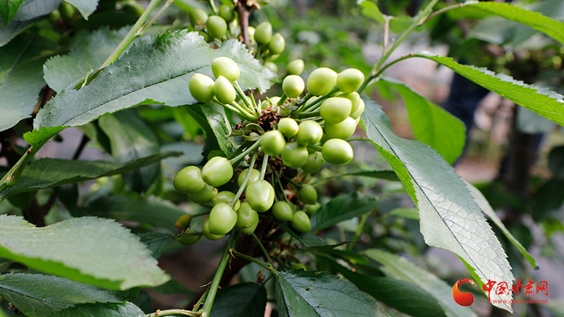 ¤ԭɽ���»���