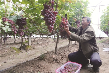 民和县总堡垣果品基地内的红提葡萄进入采摘季