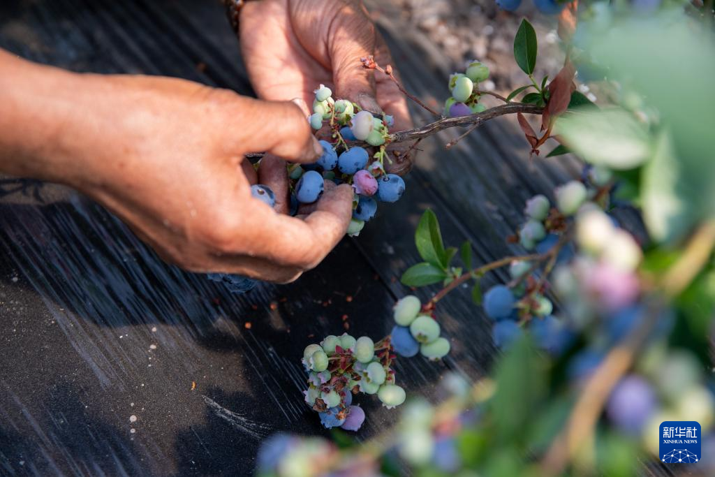 ��������������ݮ�����ժ��