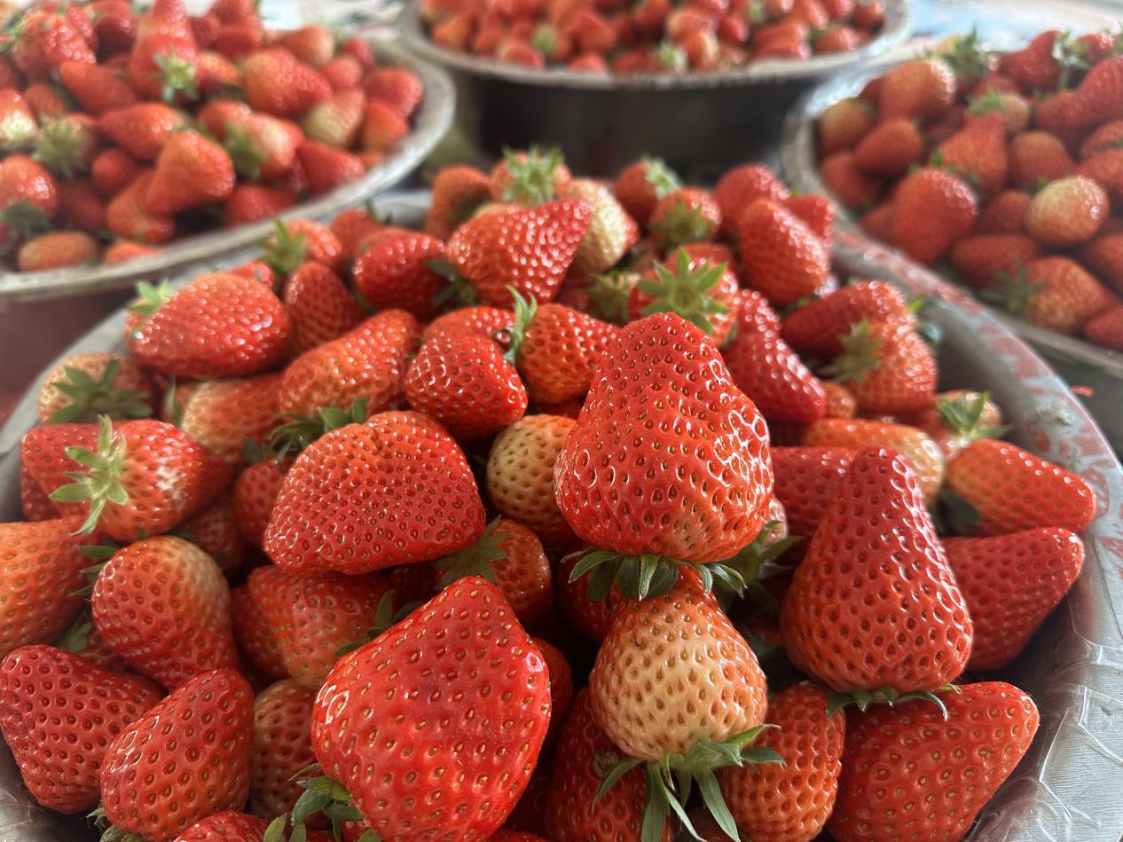 ��ݮƮ���������ഺ���������ɶ����������������ղ�ݮ�Ļ���������